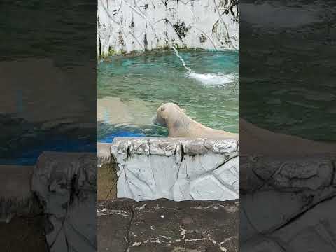 ひっくり返ってsukekiyoしながら「そろそろアレじゃない？」と気になるフブキ #東山動植物園 #ホッキョクグマ