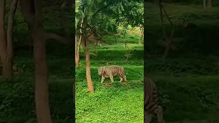 Tiger in Zoo #vishakapatnam #animallovers #Indiazoo