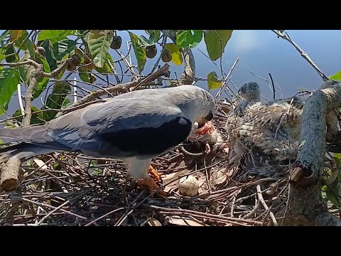 EP124. Black-winged kite birds  There is mouse food for her children to eat in the nest.