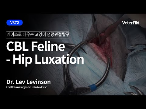 [베터플릭스] [CBL Feline] Hip Luxation - KOR(케이스로배우는 고양이 엉덩관절탈구)