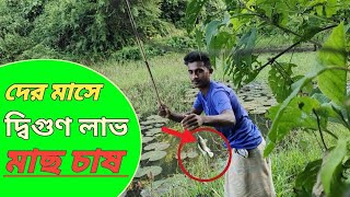 মাছ চাষ - দেড় মাসে দ্বিগুণ লাভ | আধুনিক পদ্ধতিতে মাছ চাষ | with Phann Phuy Fishing videos