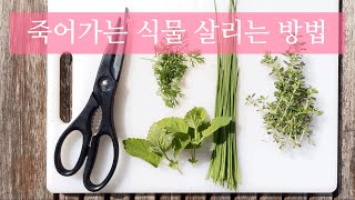 식물이 더이상 자라지 않을때 / 식물 성장이 멈춰 있는 이유 / 죽어가는 식물살리는 방법 / 가지치기 원리