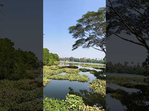 Kerala beauty