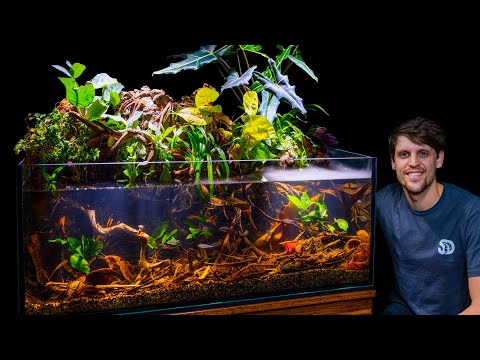 Lush Jungle Paludarium for Tetra Fish Community