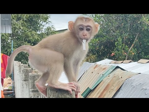 Cute Baby Boy To Play  Outside Look is very happy