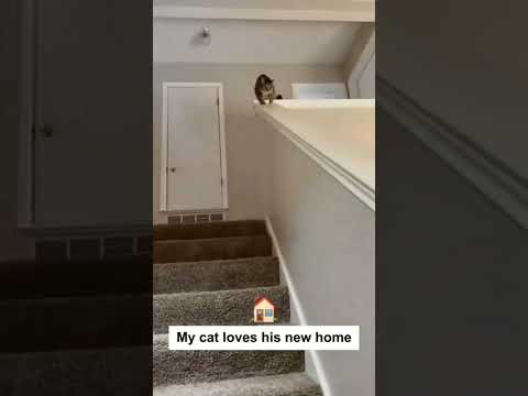 Cat behavior on stairs #cat #pets #funnypets #funnycats #shorts