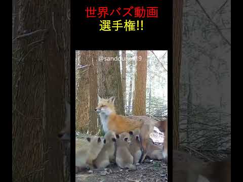 めっちゃ癒やし！！動物たちの可愛いシーン#癒やし #動物ハプニング　#癒し系動物 #ViralAnimals#CuteAnimalMoments #shorts