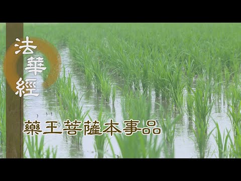 【靜思妙蓮華】 法華經 藥王菩薩本事品 - 正法治世 離諸衰患 - 第1845集 20250107