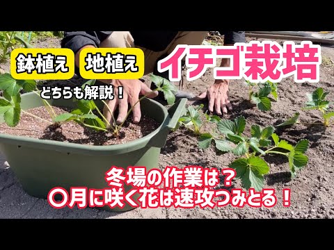 【野菜】イチゴを育てよう！植え付け〜日ごろの管理、冬・春先の管理