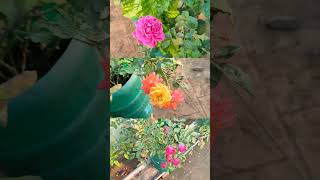 rose garden today update #shorts #shortvideo #trending #short #rosefertilizer #gardenideastamil