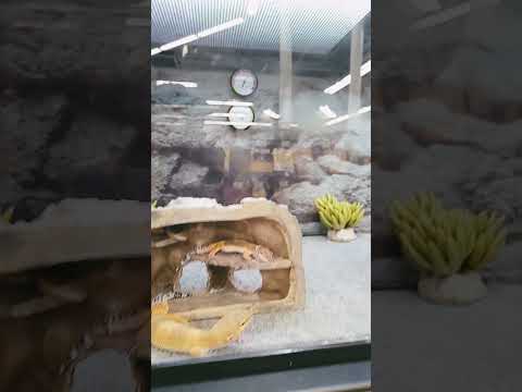 Geckos for sale