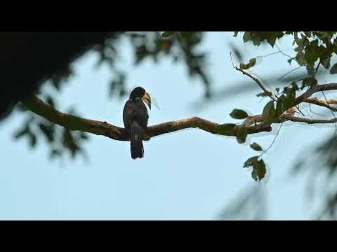 West African Pied Hornbill (Lophoceros semifasciatus) - Pirang-Bonto Forest (Gambia) 19-11-2024