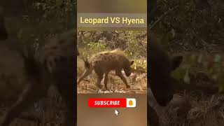 Showdown in the Wilderness: Hyena vs. Leopard Attack #shorts