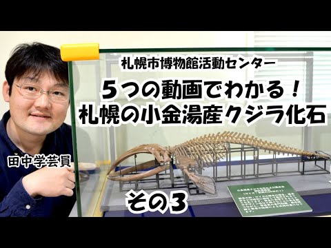 ５つの動画でわかる！札幌の小金湯産クジラ化石その３　ヒゲで食べる？ヒゲクジラのヒゲをみてみよう