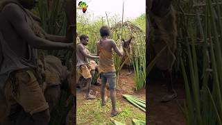 See how hadzabe tribe build their huts to live in