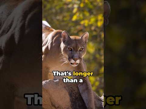 Cougars Unleashed: 8 Shocking Facts