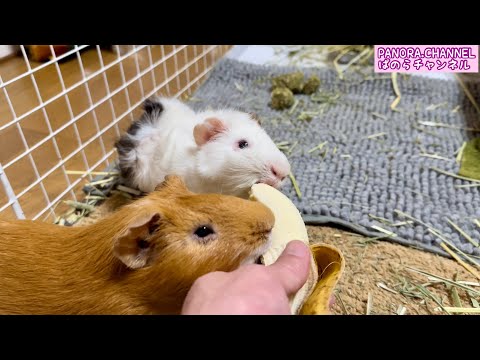 Live streaming of cute guinea pigs, Nogata City, Fukuoka Prefecture, Japan, 2024.7.14