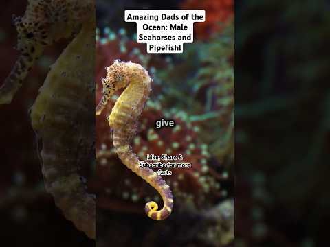 Amazing Dads of the Ocean: Male Seahorses and Pipefish! #ytshorts #shortyz #sealife #seacreatures