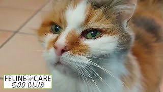 Feline Care 500 Club November 2023