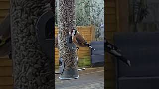 Goldfinch birds feeding on the sunflower hearts #birds #wildlifevideo