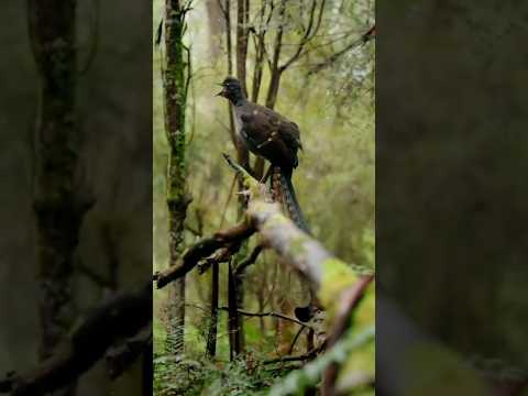 Superb lyrebird Sound#voice#naturebeauty#naturalsound#shorts#viral#cute