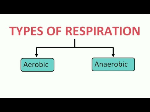 Types of Respiration || What are Aerobic and Anaerobic Respiration ? | Difference | The Respiratory