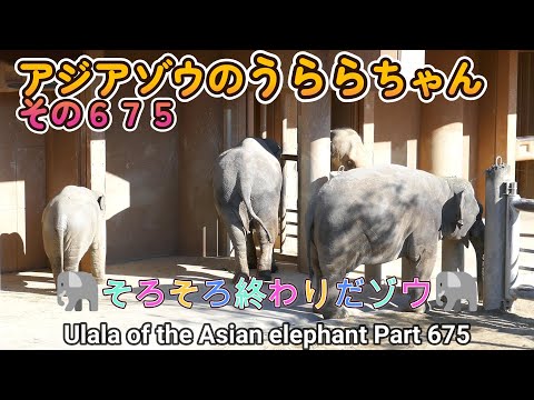 アジアゾウのうららちゃん（６７５）🐘そろそろ終わりだゾウ🐘（東山動植物園）Ulala of the Asian elephant Part 675