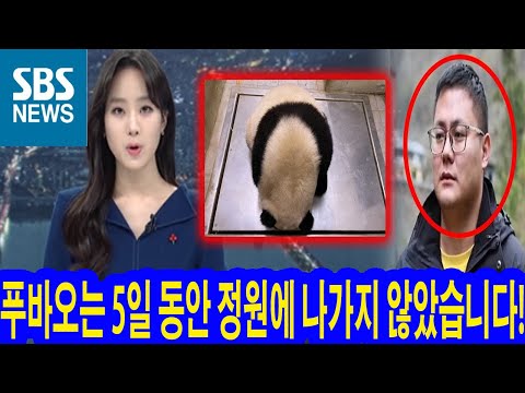 SBS뉴스: 푸바오는 5일 동안 정원에 나가지 않았습니다! 중국인들은 무엇을 숨기고 있습니까? 푸바오를 내놔