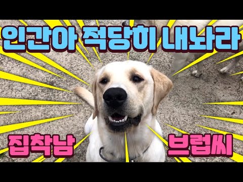 공집착 댕댕이! 리트리버 브럽이 ｜공 던지는 기계