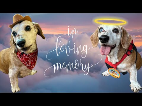 Saying Goodbye to Frank | A Tribute to Our Disney Dog