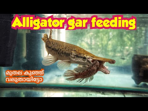 Live Feeding Monster Alligator gra🐟🐟🐟