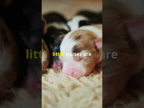 Puppy's First Moments🐾3 Heartwarming Facts!