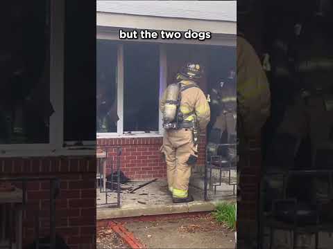 Dog Started a Fire  #dogs