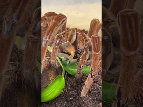 GOLIATH BIRD EATER TARANTULA CATCHES AND EATS GIANT COCKROACH!