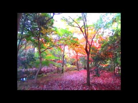 三木山森林公園・もみじ谷～紅葉