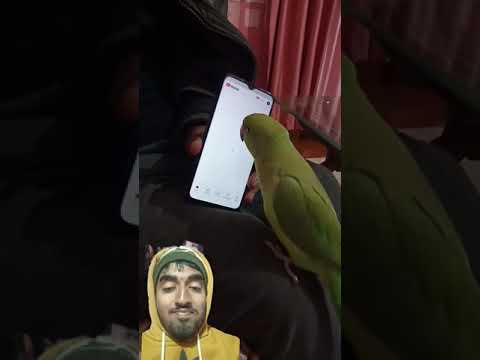 Mithu YouTube chala.. #funny #parrot #parrotlover