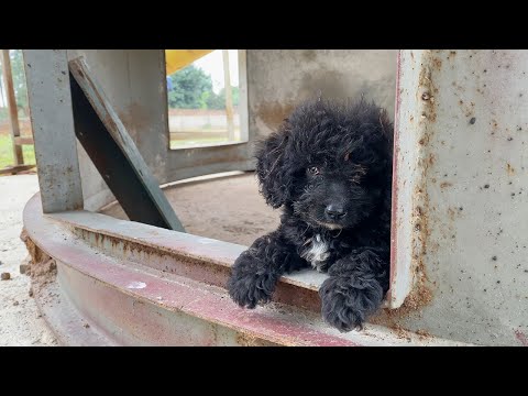 Rescues a small dog abandoned in a cold, abandoned factory, cowering to fend for itself