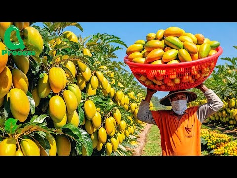 Here's How Billions of Mangoes and Strawberries Are Harvested and Processed