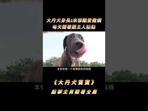 大丹犬身長1米卻酷愛撒嬌，每天鬧著跟主人貼貼，對方狂呼承受不住！#shorts