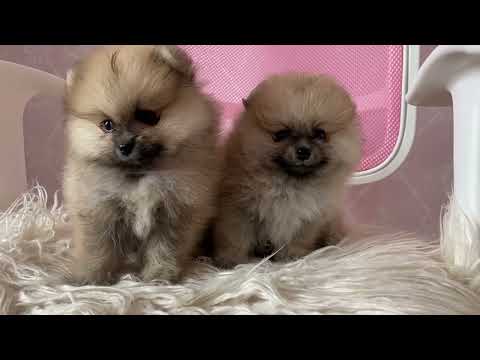 Cute Dogs Videos - Best Wild Animals & Cute Baby Dogs - Best Animals world - Cute Animals