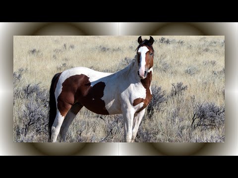 Unraveling the Mystique of Mustang Horses | Exploring America’s Iconic Wild Equines