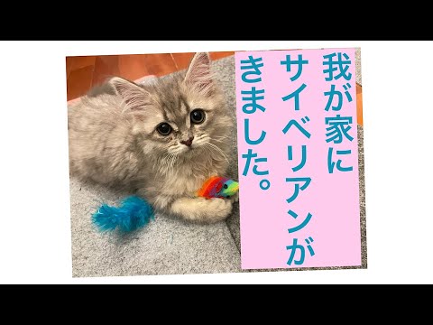 サイベリアン✴︎こねこ✴︎ねこ動画♦️かわいい動物動画♦️我が家にネコがきた！