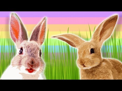 EASTER - Bunnies for Kids - Rabbits and Hares - Animals for Kids - Rabbit Facts