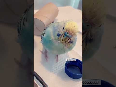 Bird Sickness Symptoms|#shorts #pets #birdsickness#sickbudgie#birdslover#animallover #parakeet