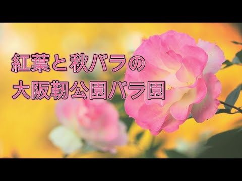 紅葉と秋バラが奇麗な靭(うつぼ)公園バラ園2024 西区大阪市