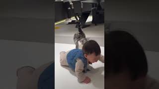 Feline Friends  #cat #youtubeshorts #funny_cats #shortsvideo #animalwonder #funny_videos #pets