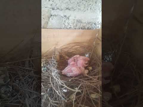 Dove chicks🕊️🕊️ #dovecolony #birds #dovenest