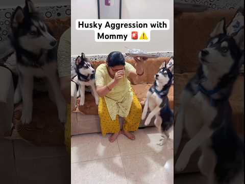 Mummy Under Attack! STOP 🚨‼️ #shorts #husky #dog #trendingsongs