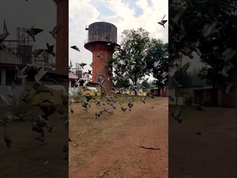 #flyingpigeon #trendysong #shorts #song #viralvideo