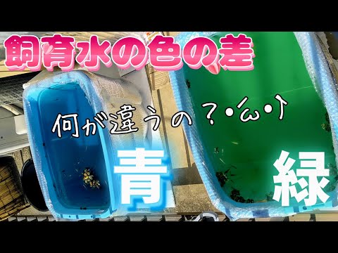 【メダカ】飼育水の色の差の違いグリーンウォーターとクリアウォーター#めだか#越冬#メチレンブルー